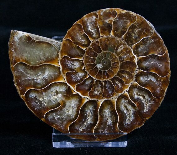 Inch Agatized Ammonite (Half) #5134